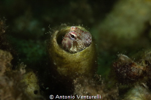 Tube blenny_Snoopy Island_Fujairah_May 2026
(Canon RF100... by Antonio Venturelli 